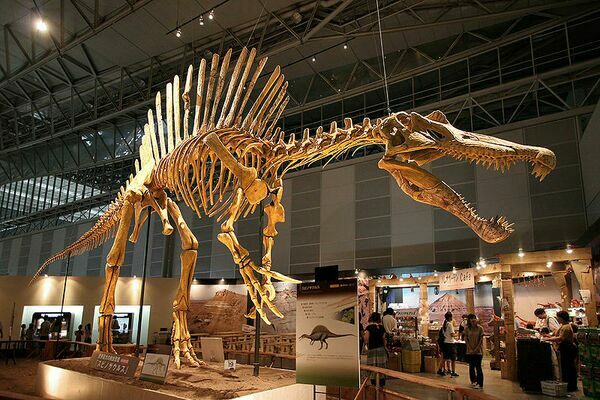 Reconstructed Spinosaurus skeleton